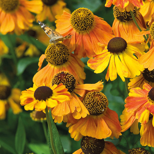 Helenium Sahin's Early Flowerer Plant