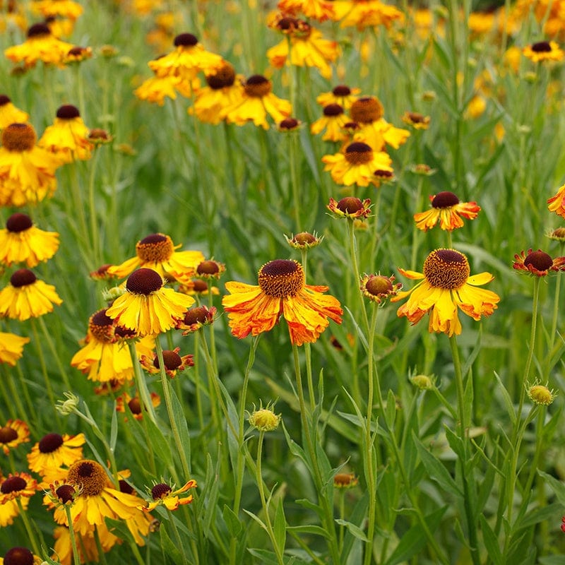 Helenium Helena Gold Flower Plants