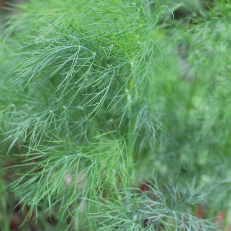 3 x 9cm Potted Plants (EARLY) Dill Herb Plants