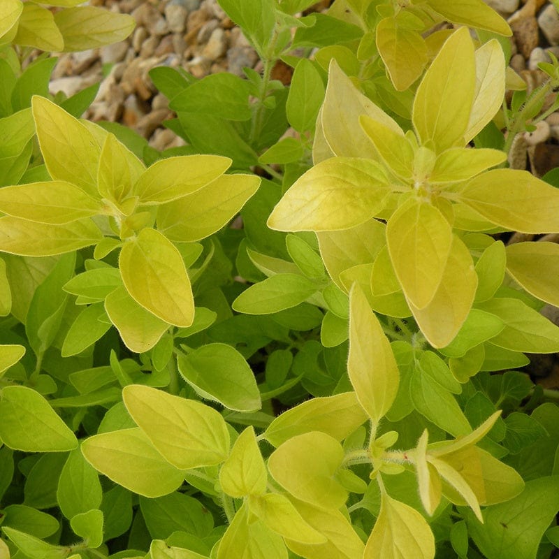 3 x 9cm Potted Plants (EARLY) Golden Oregano Herb Plants