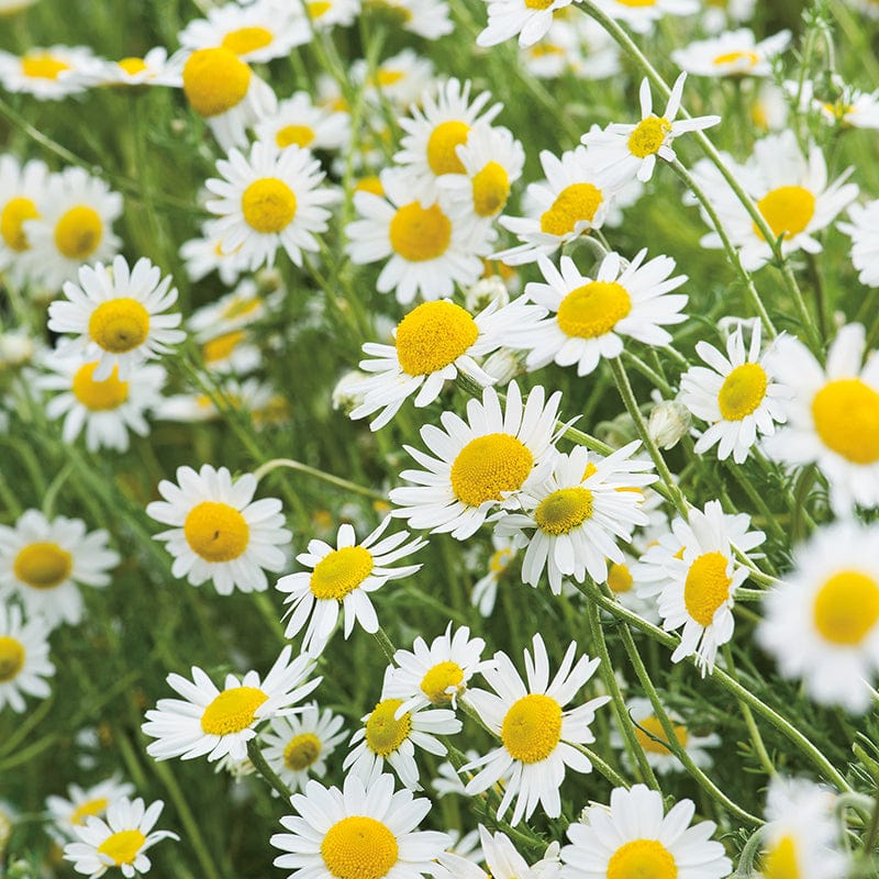 3 x 9cm Potted Plants (EARLY) Sweet Chamomile Herb Plants