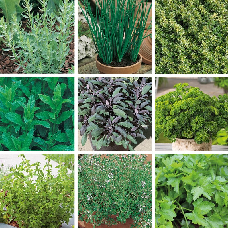Bumper Kitchen Garden Herb Collection