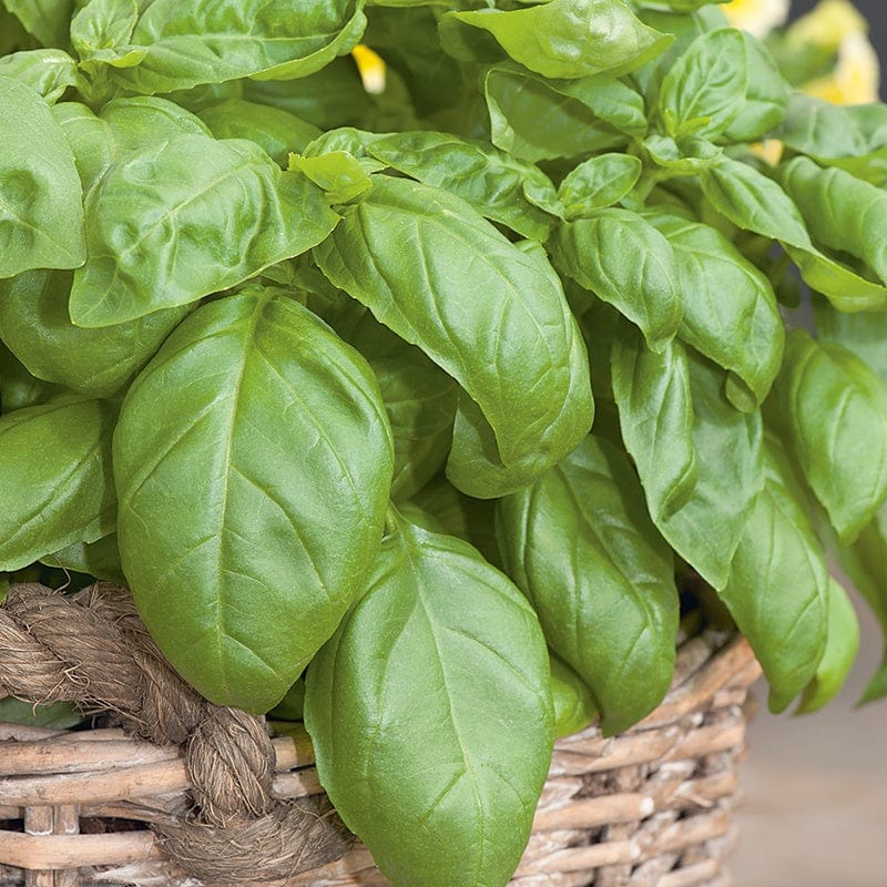 3 x 9cm Potted Plants Basil Sweet Herb Plants