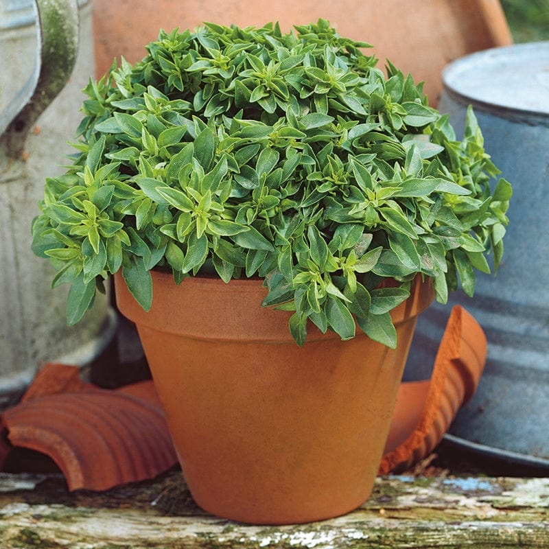 Basil Bush Herb Plants