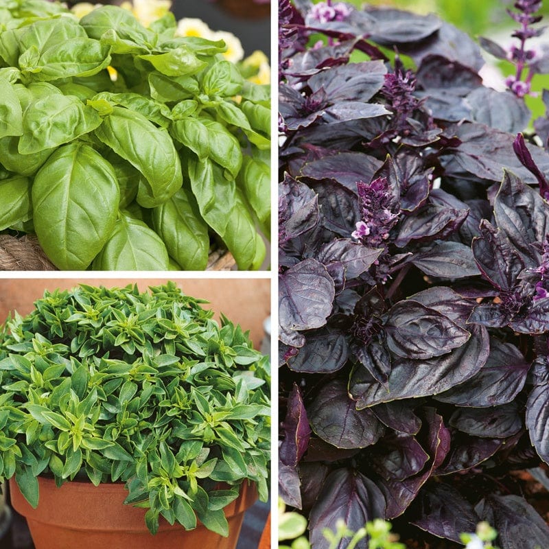 3 x 9cm Potted Plants Basil Herb Plant Collection