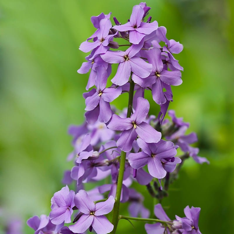 Hesperis matronalis Purple Flower Plants