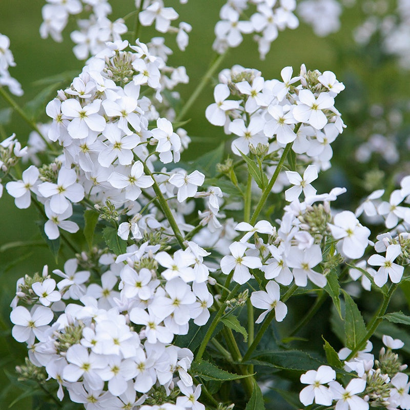 Hesperis matronalis White Flower Plants