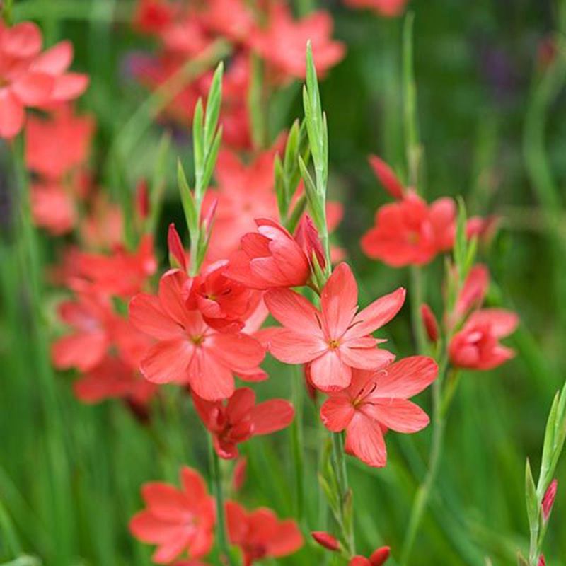 Hesperantha coccinea major Flower Rhizomes