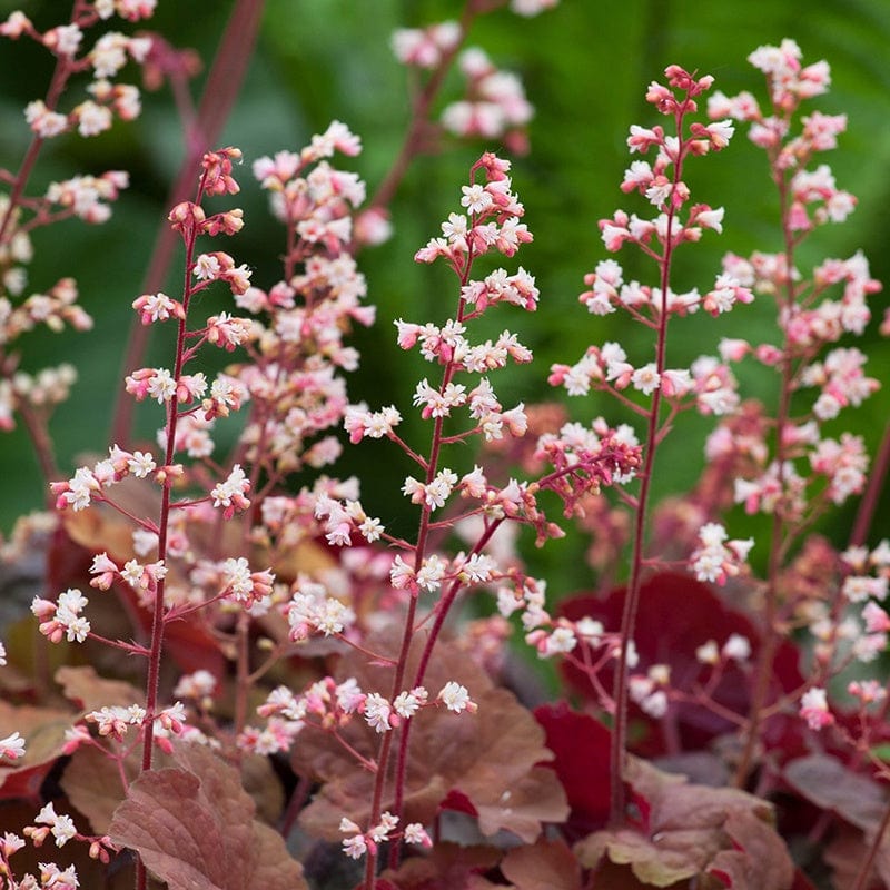 Heuchera Pink Pearls Flower Plants