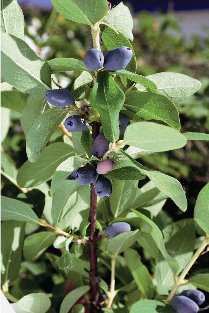 Honeyberry Plants