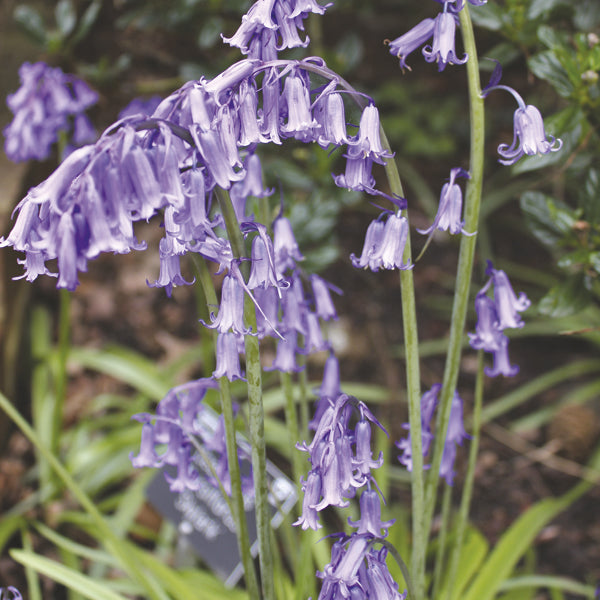 Pollinator Friendly Bulb Collection