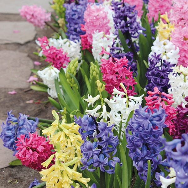 Hyacinths Garden Mixed Bulbs