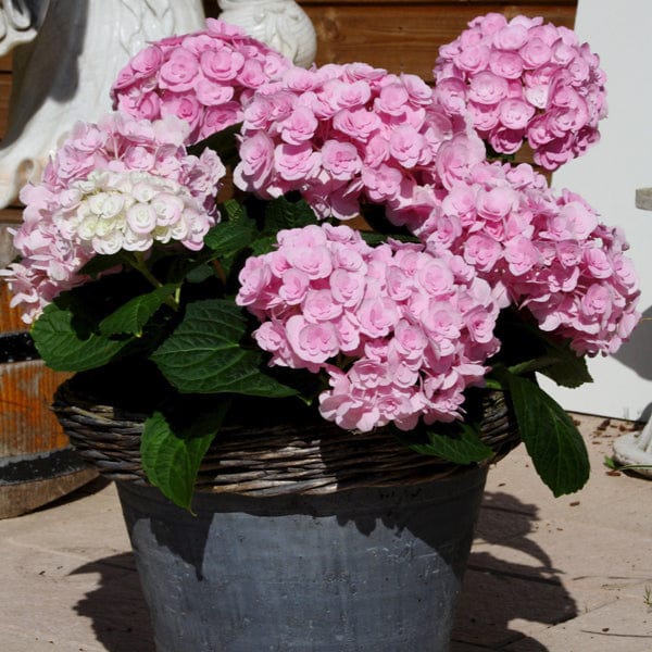 Hydrangea macrophylla Love Plant