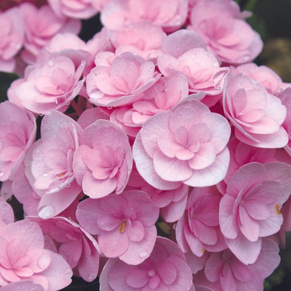 Hydrangea macrophylla Love Plant