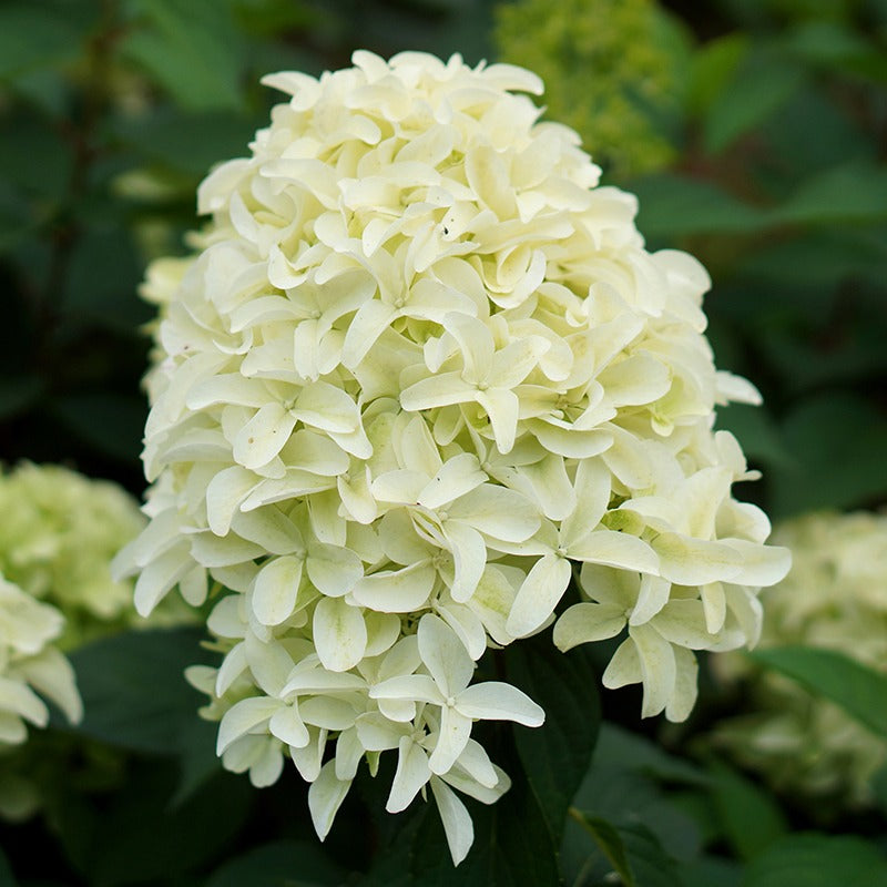 Hydrangea Skyfall Flower Plants