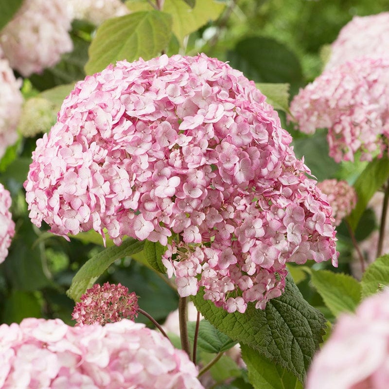 Hydrangea arborescens Candybelle Bubblegum Shrub Plant