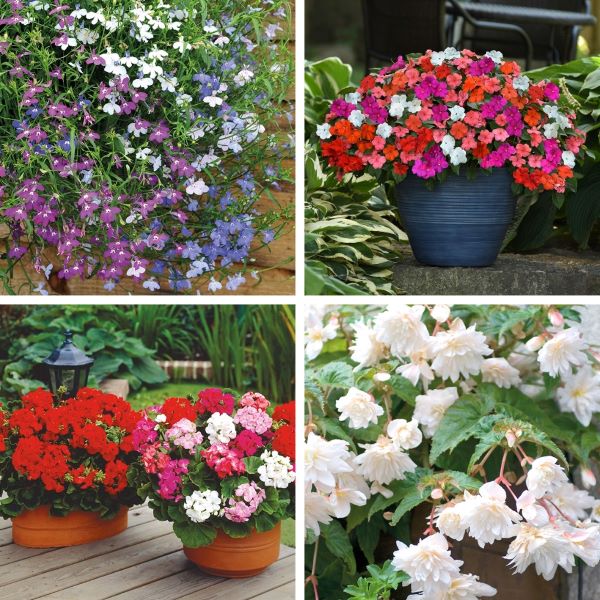 Hanging Basket Flower Plants Collection