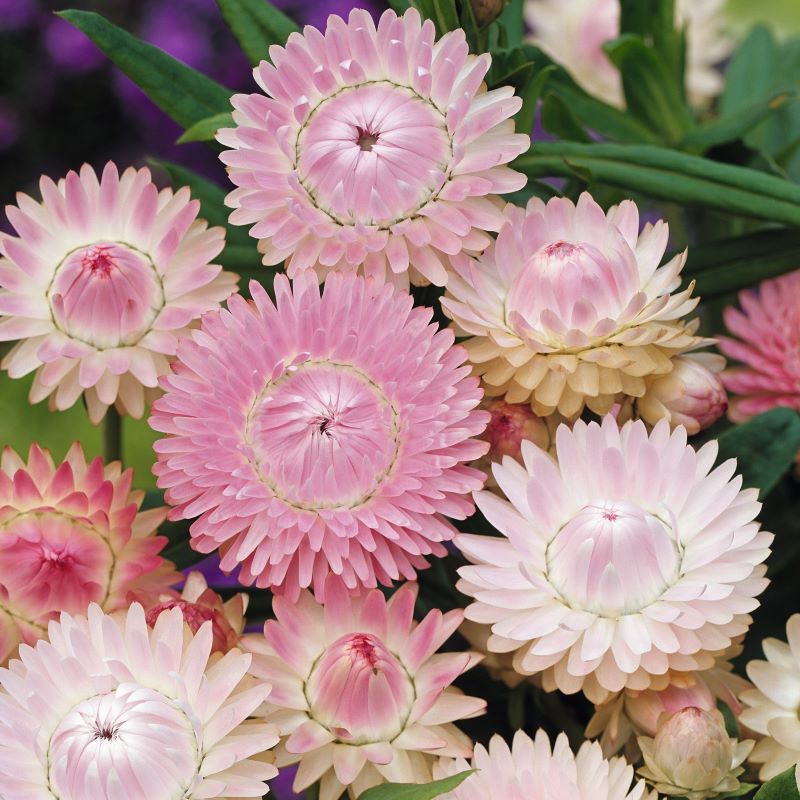 Close-up of pink and white strawflowers with green leaves.