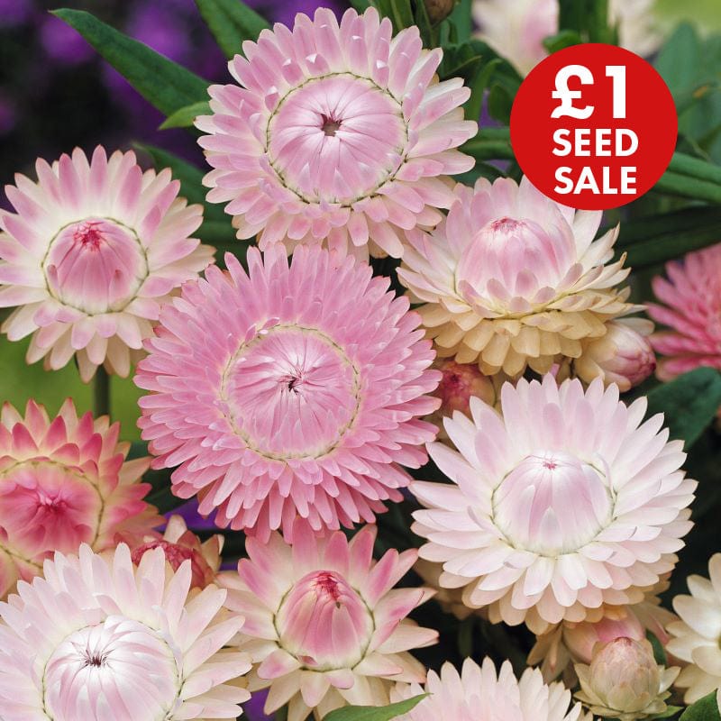 Helichrysum Silvery Rose Seeds