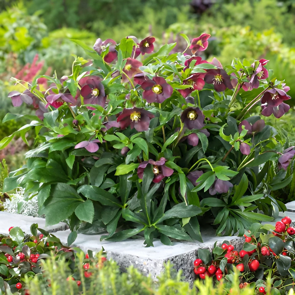 Helleborus Orientalis Halcyon Early Dark Red Flower Plants