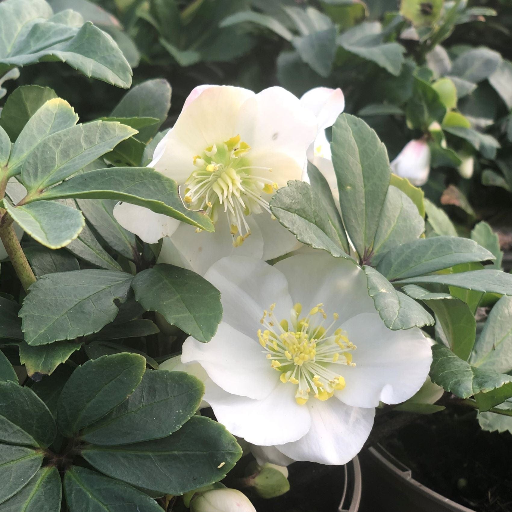 Hellebore Christmas Carol Plants