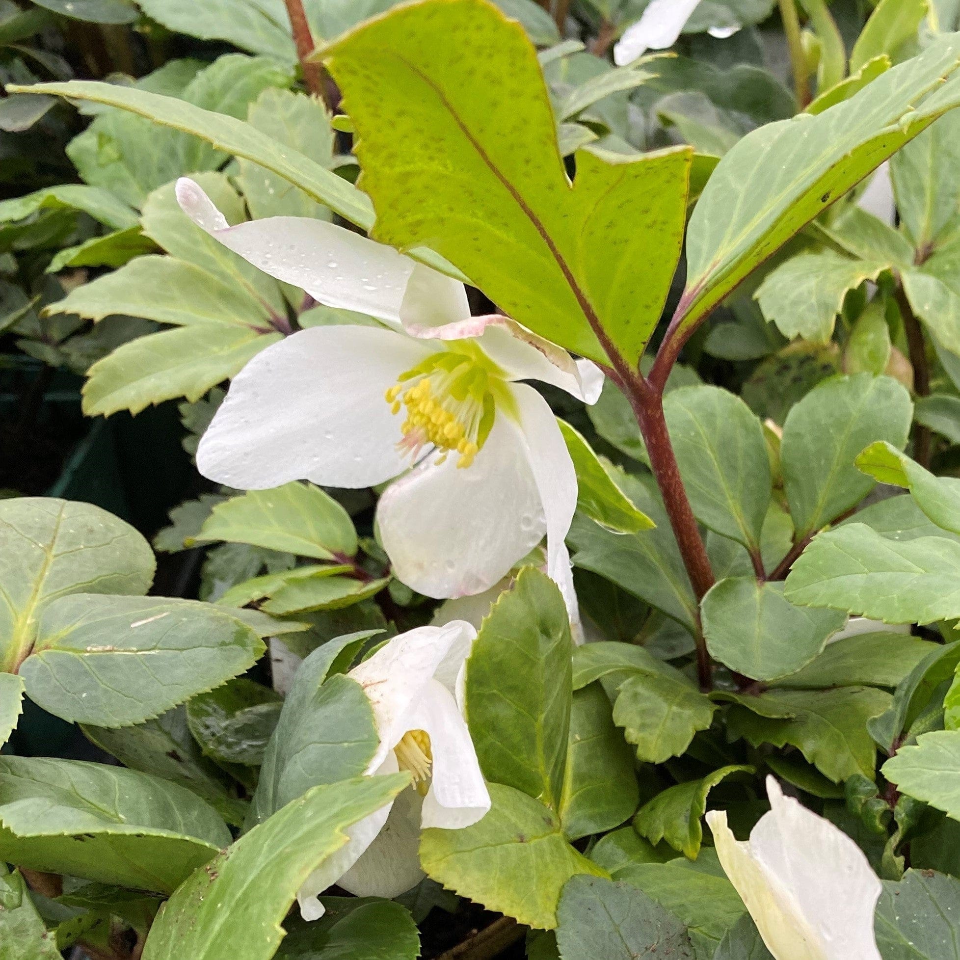 Hellebore Christmas Carol Plants