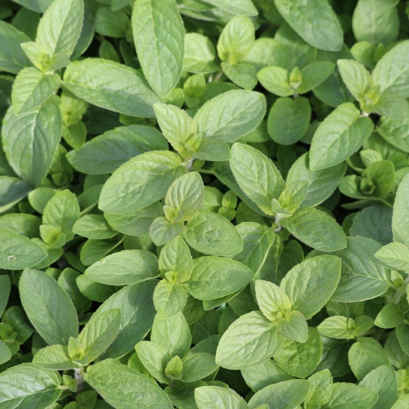 3 x 9cm Potted Plants (April) Herb Mint Lemon