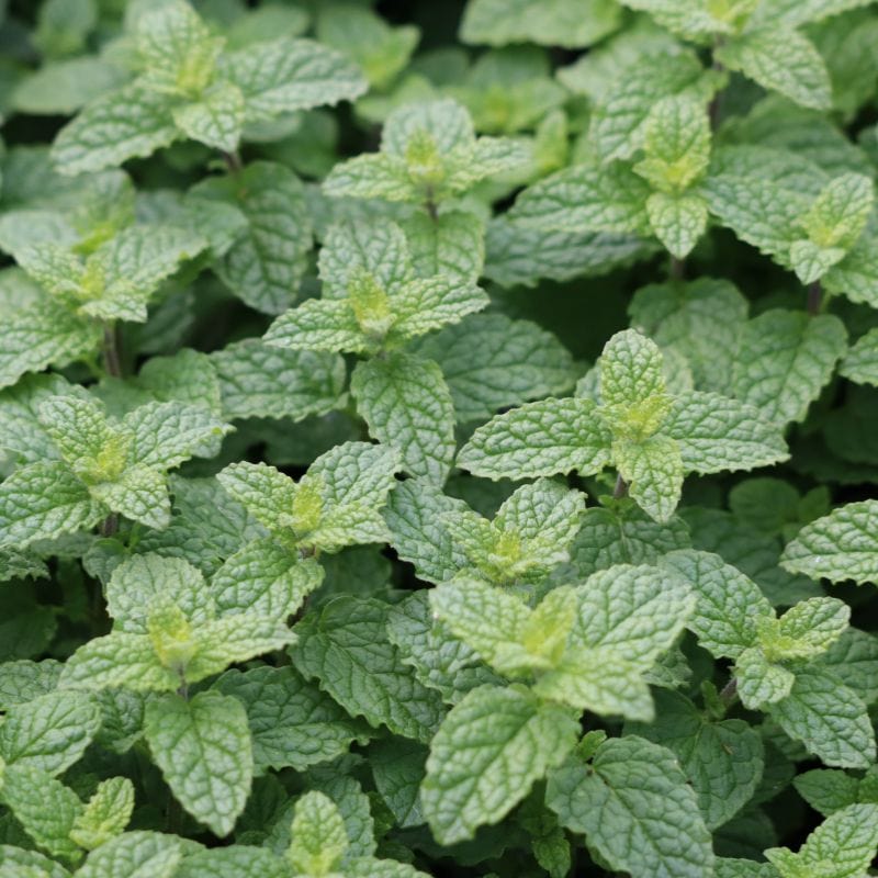 3 x 9cm Potted Plants (April) Herb Mint Strawberry