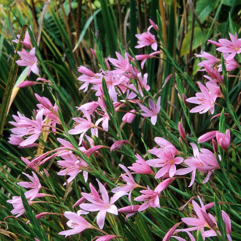 Hesperantha Rhizomes Flower Collection