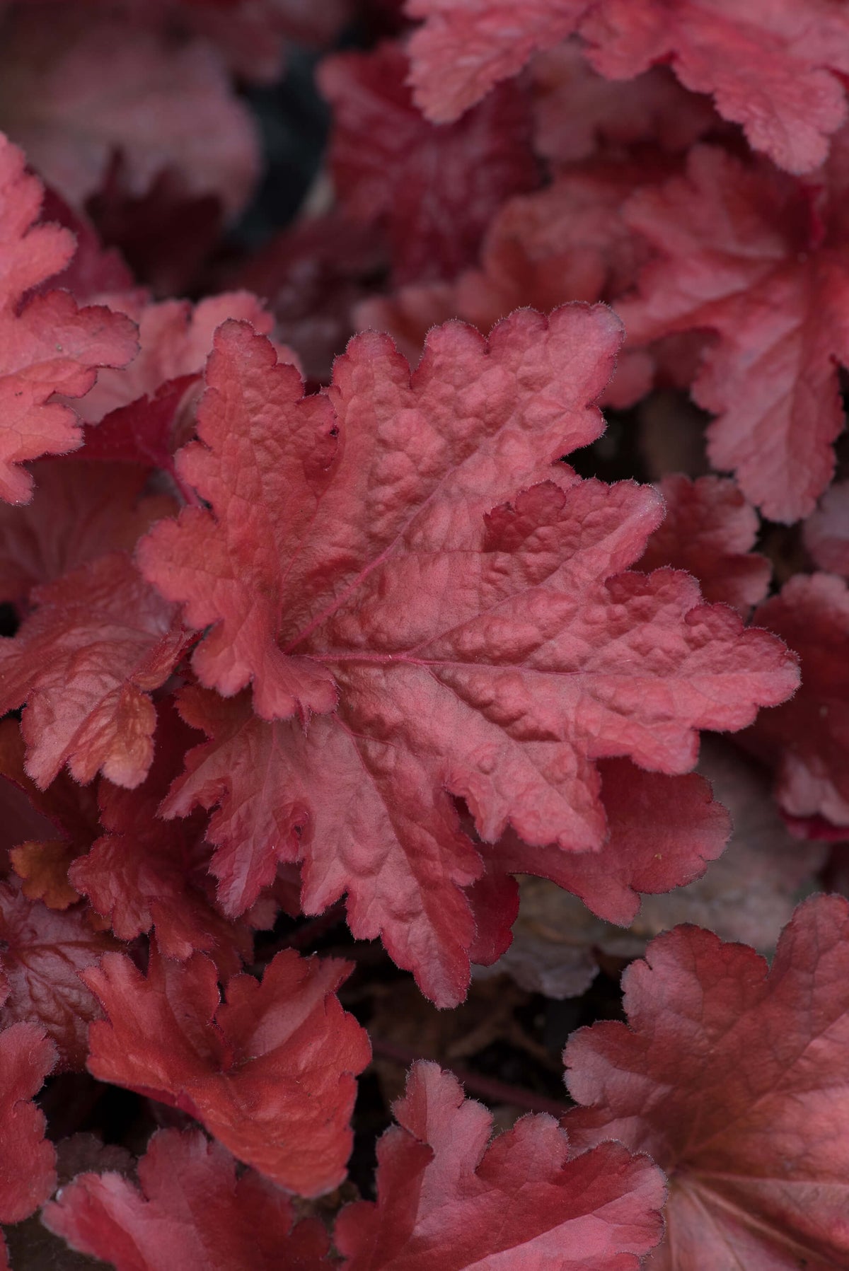 Heuchera Forever Red Flower Plants