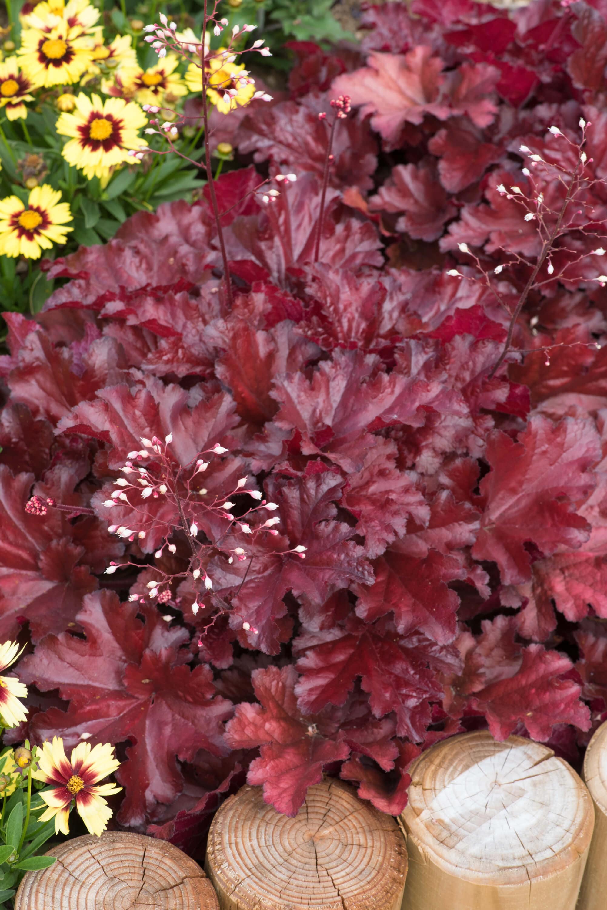 Heuchera Forever Red