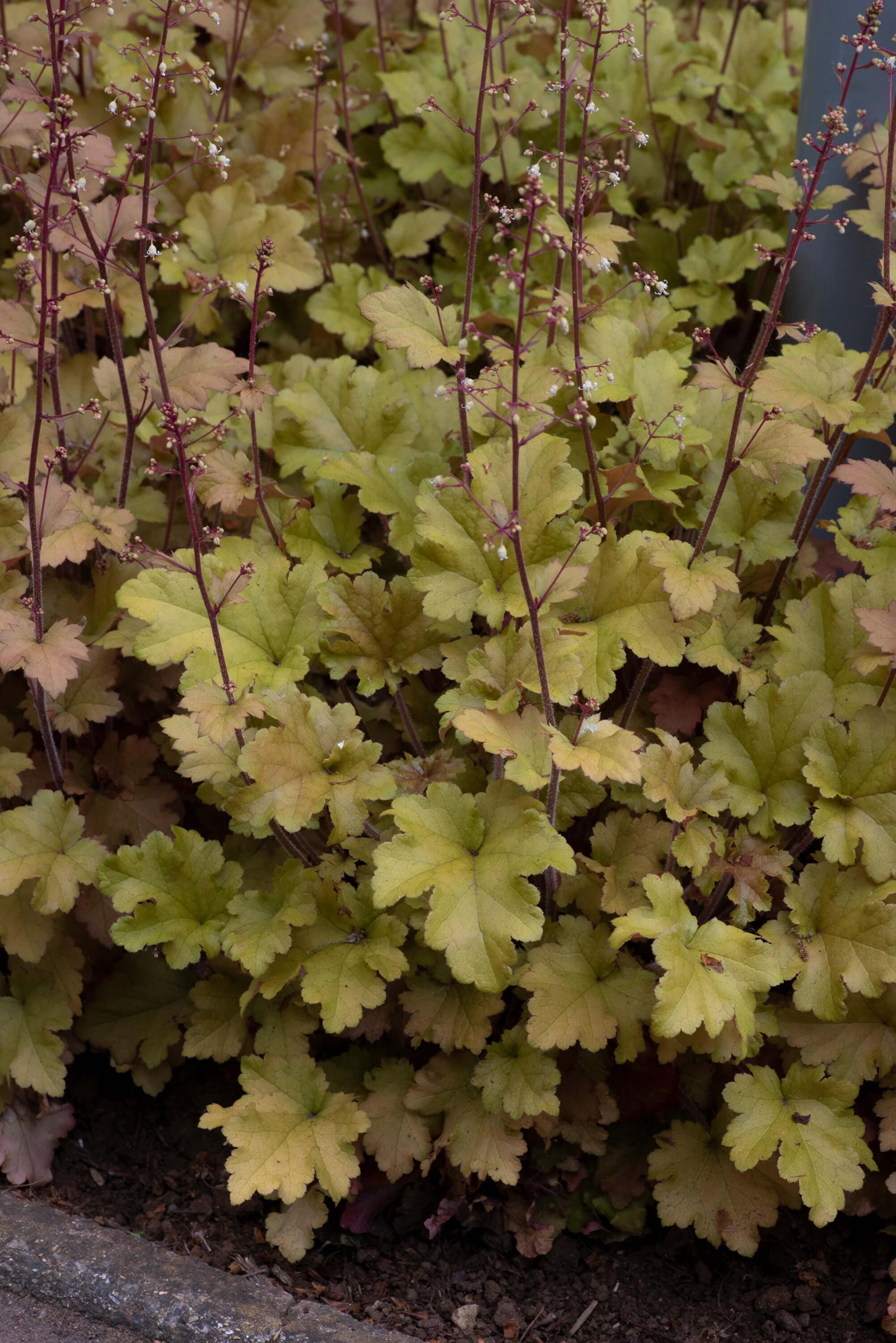 Heuchera Marmalade