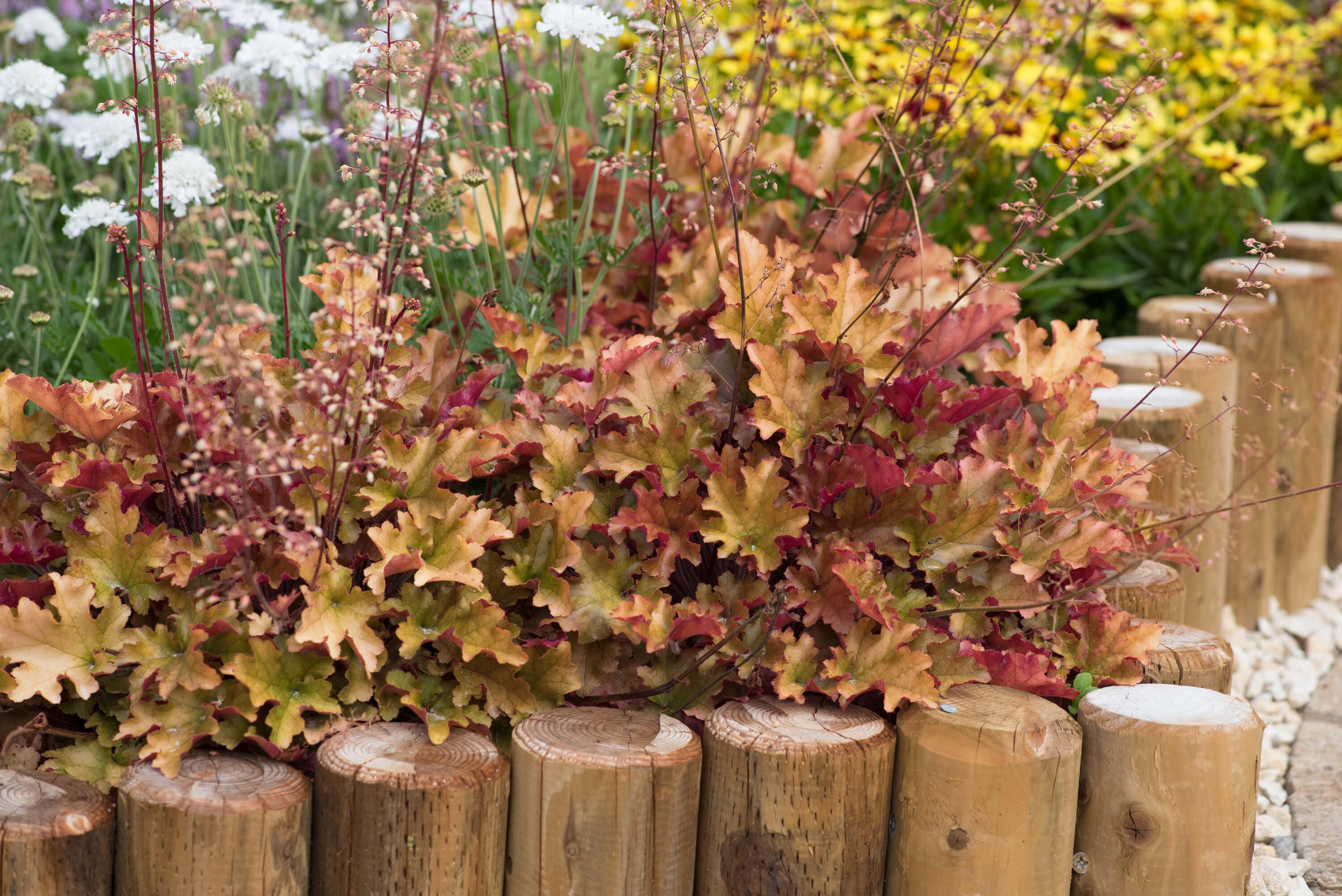 Heuchera Marmalade
