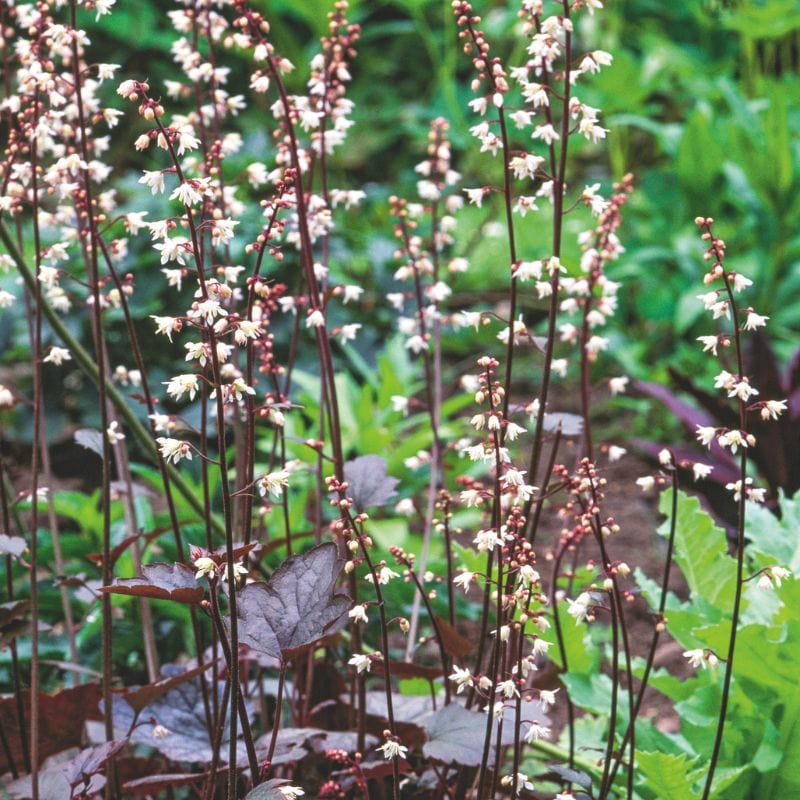 Heuchera Palace Purple