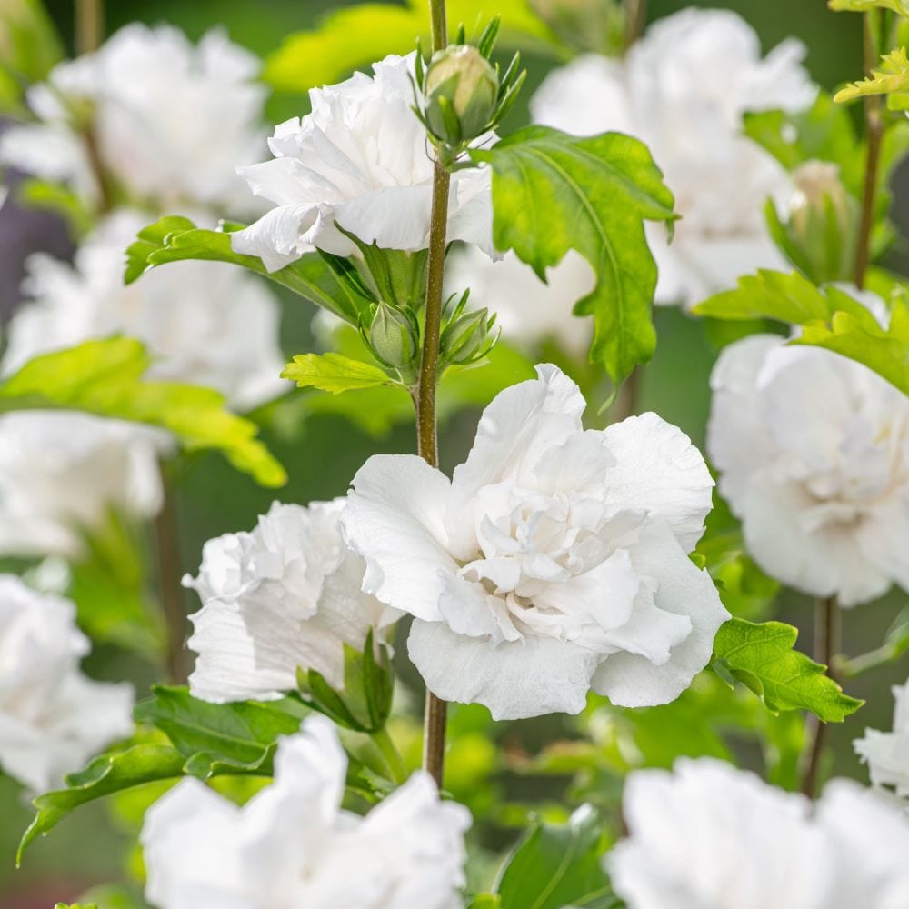 1 x 9cm Potted Plant Hibiscus syriacus Admiral Dewey Shrub Plants