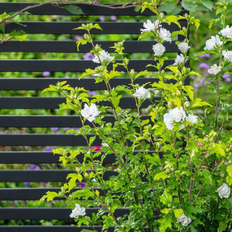 Hibiscus syriacus Admiral Dewey Shrub Plants