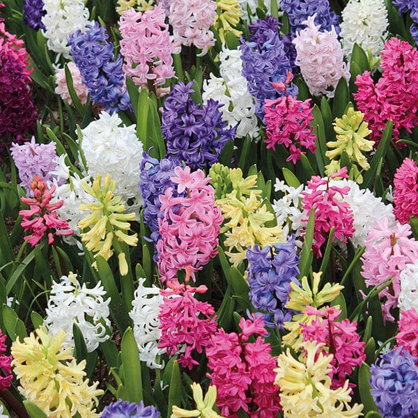 Hyacinths Garden Mixed Bulbs