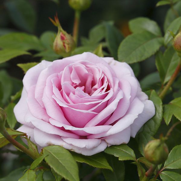 Hybrid Tea Rose Trio Plants Collection
