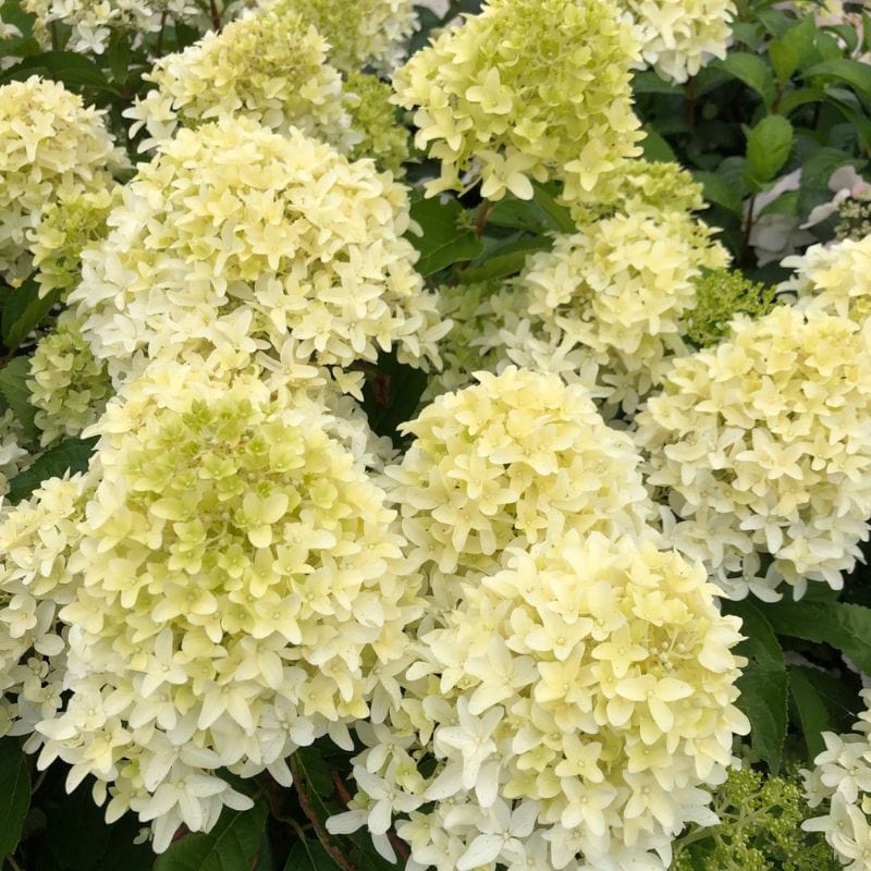 Hydrangea paniculata Little Fresco Shrub Plants