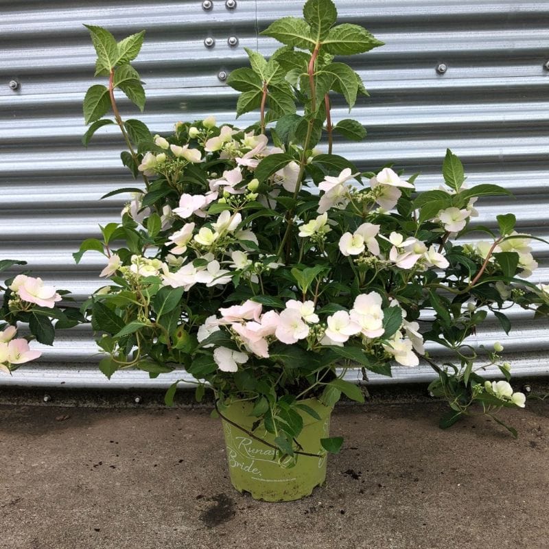 Hydrangea macrophylla Runaway Bride Shrub Plants