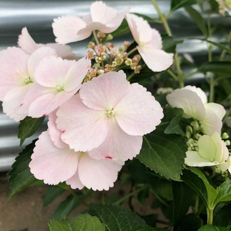 Hydrangea macrophylla Runaway Bride Shrub Plants