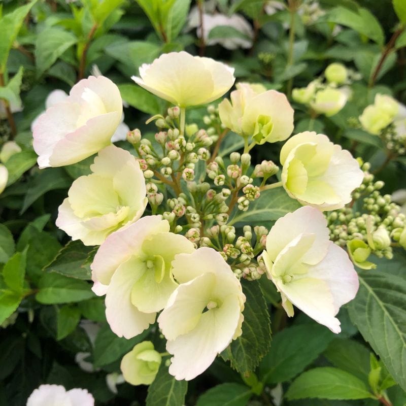 Hydrangea macrophylla Runaway Bride Shrub Plants