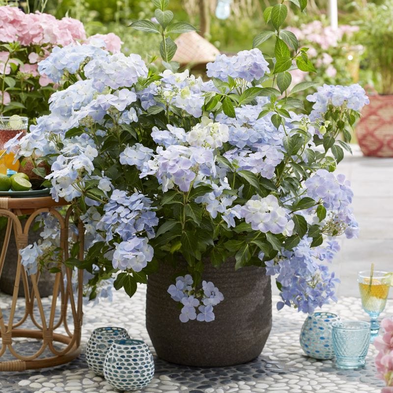 Hydrangea macrophylla French Bolero Blue Shrub Plants