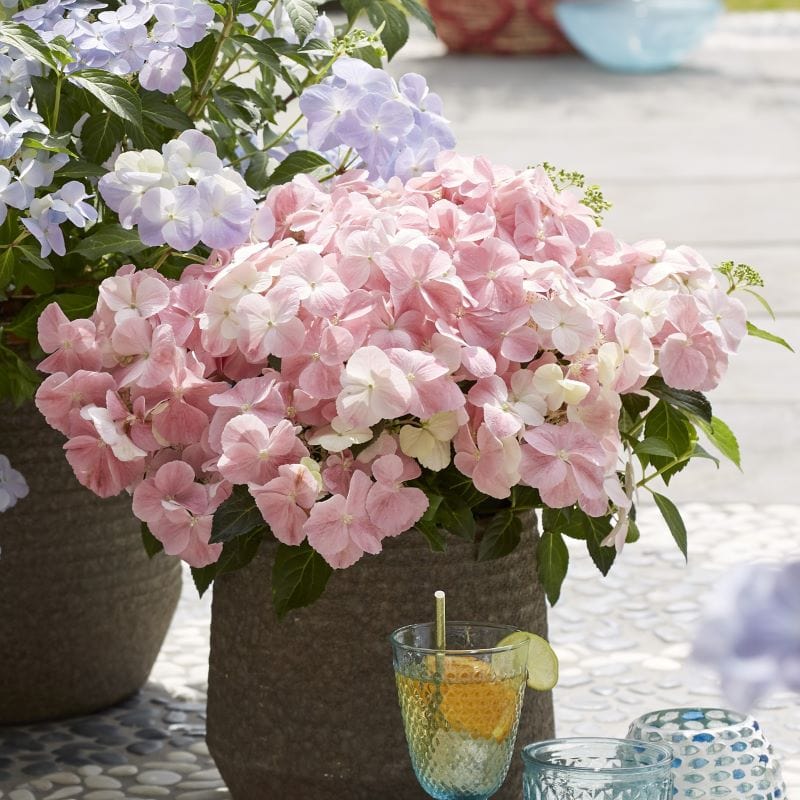 Hydrangea macrophylla French Bolero Pink Shrub Plants