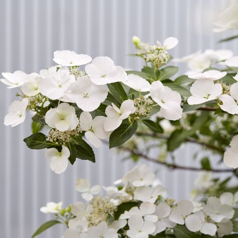 Hydrangea macrophylla Runaway Bride Shrub Plants