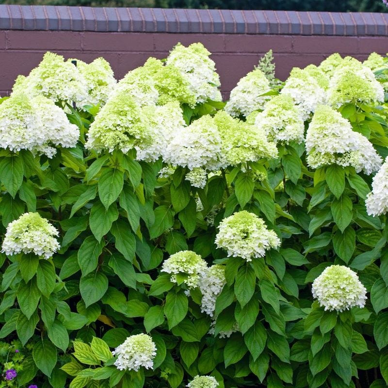 Hydrangea paniculata Limelight Shrub Plants