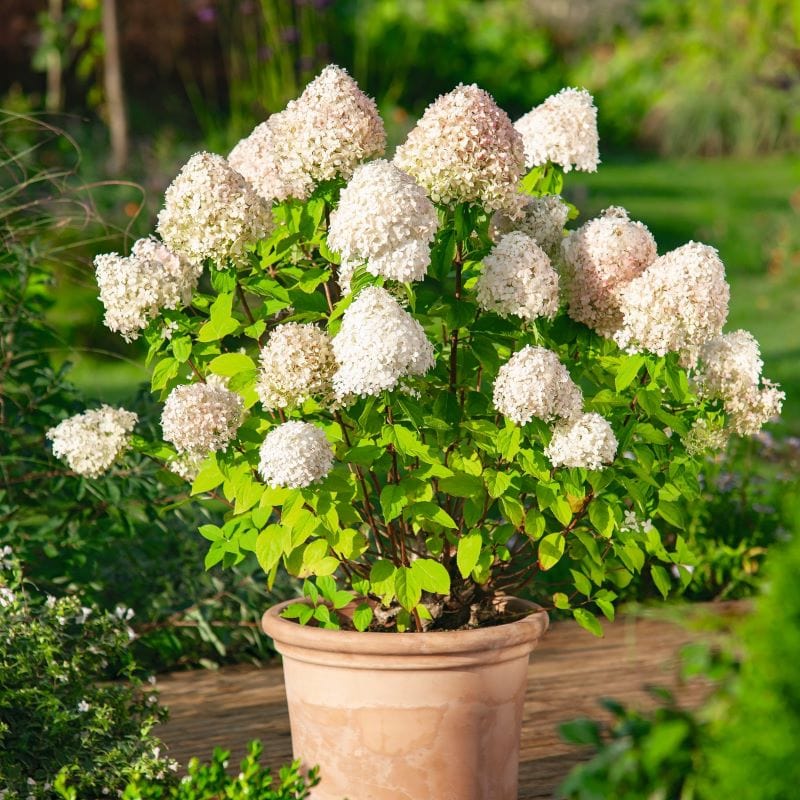 Hydrangea paniculata Limelight Shrub Plants