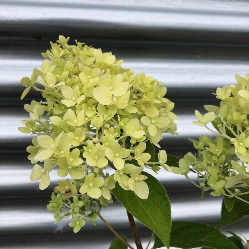 Hydrangea paniculata Limelight Shrub Plants