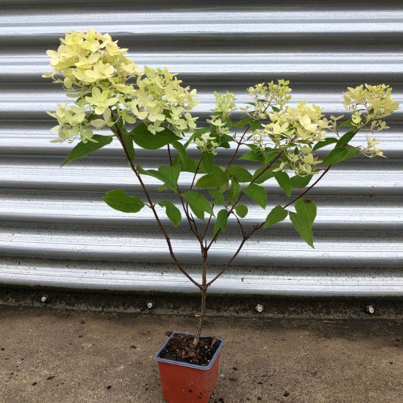 Hydrangea paniculata Little Fresco Shrub Plants