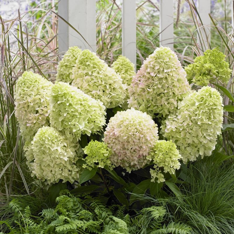 Hydrangea paniculata Little Fresco Shrub Plants